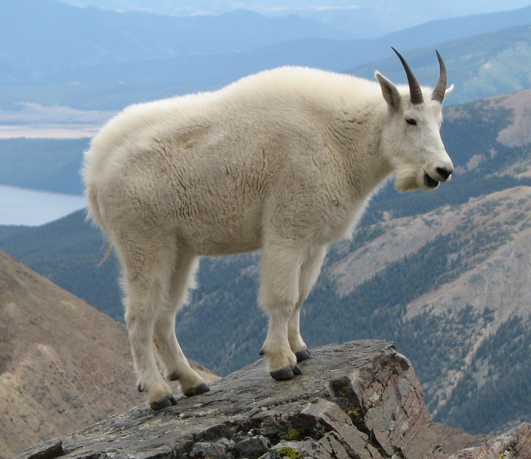 Goat Simulator вырос из дурацкого демо, в которой козел с трясущейся головой бросался под колеса автомобилей, прыгал с башенных кранов и зарабатывал на этом очки. Coffee Stain Studios, кажется, не планировали чего-то серьезного, но когда рогатый оказался сильно популярнее дилогии Sanctum и платформера I Love Strawberries, игру расширили и поместили в магазин Steam. Таким образом смерть PC как игровой платформы отсрочили еще примерно на год.