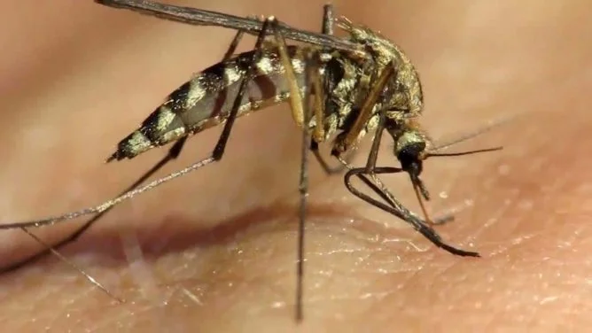 В OOН введут мораторий на средство от малярии и комаров-мутантов - фото 1