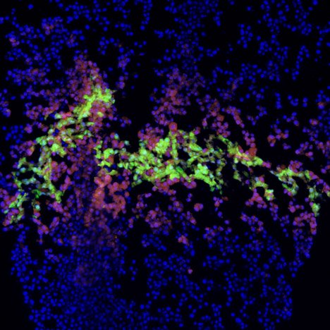 Сделано на 3D-принтере: как отреагирует общество на «печатных» людей? - изображение 1 Сделано на 3D-принтере: как отреагирует общество на «печатных» людей? - фото 1