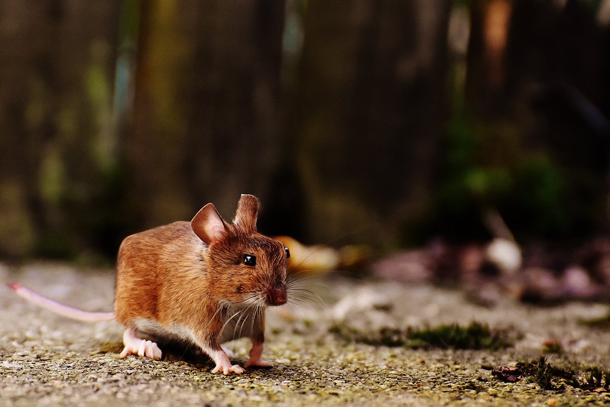 Minecraft в реальной жизни. Как выглядели бы квадратные животные - фото 13