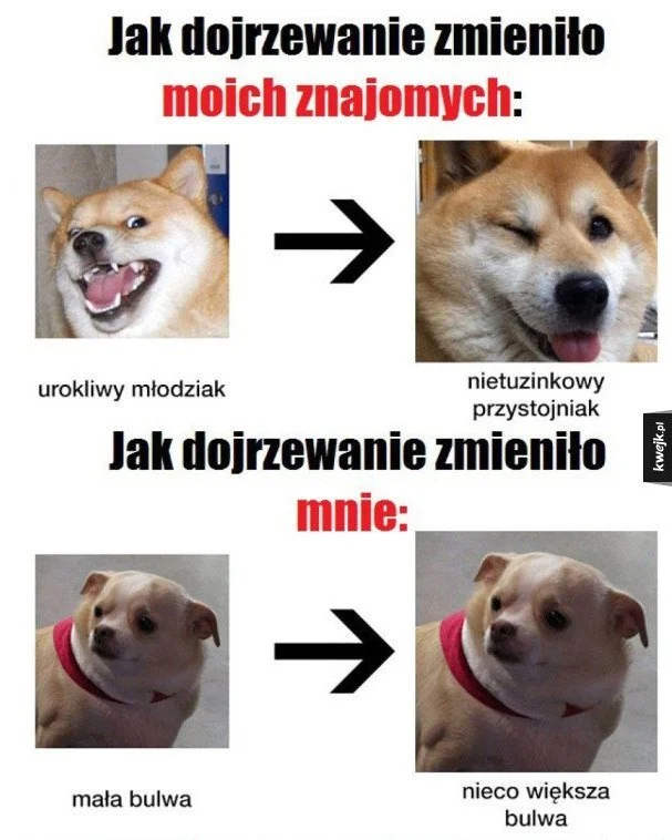 Самые сложные мемы в вашей жизни: погружаемся в польский интернет - фото 10