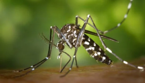 Они сделали это! Alphabet уничтожит комаров-переносчиков Зика-вируса - фото 1