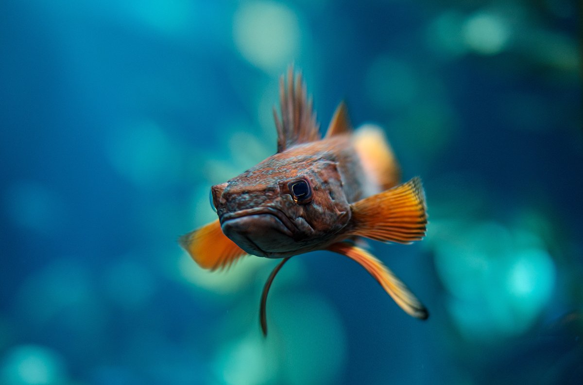 Minecraft в реальной жизни. Как выглядели бы квадратные животные - фото 14