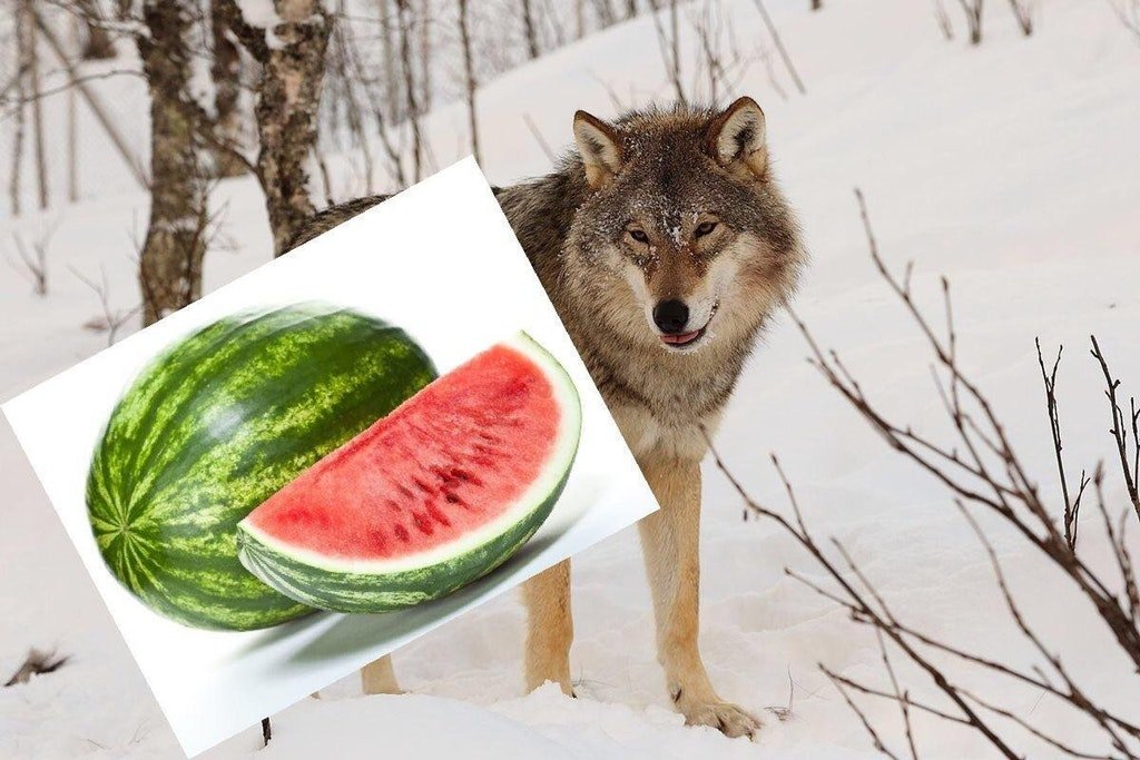 Вечер пятницы! Волки с арбузами, игры со скидками и отборный кинотреш - фото 3