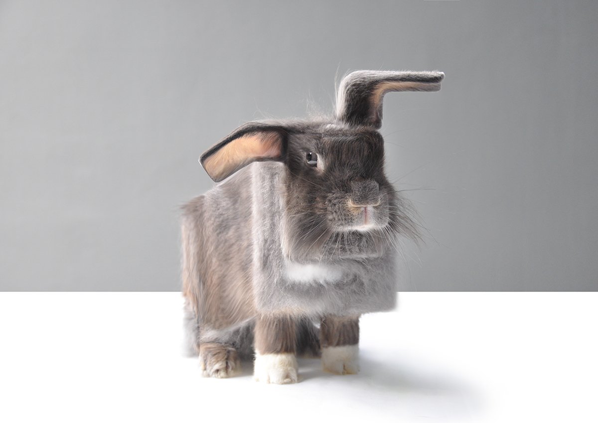 Minecraft в реальной жизни. Как выглядели бы квадратные животные - фото 2