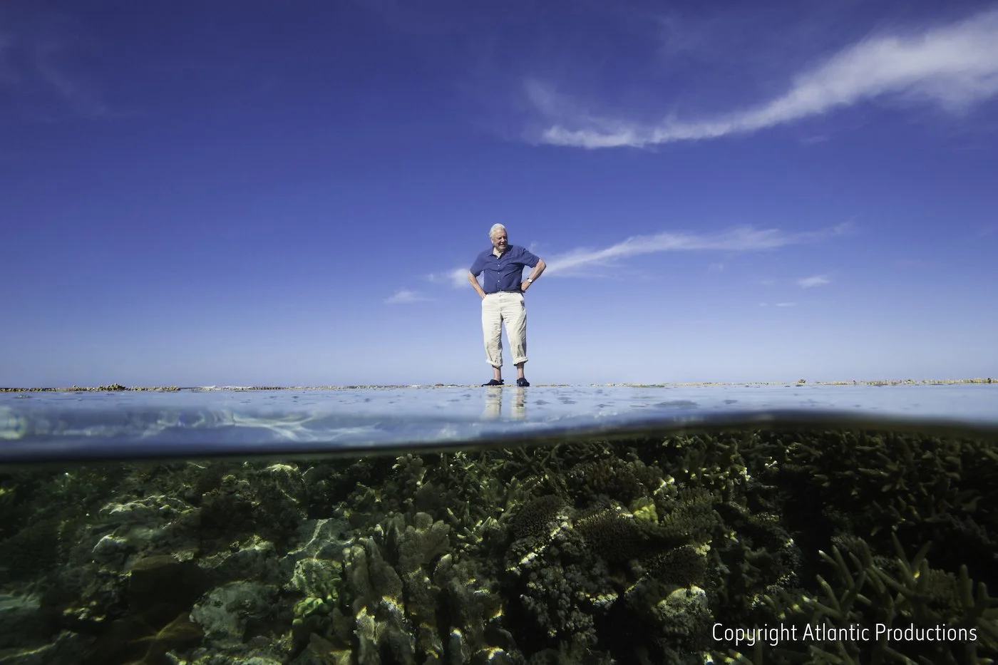 На корм рыбам: VR-экскурсия на Большой Барьерный риф от Google - фото 1