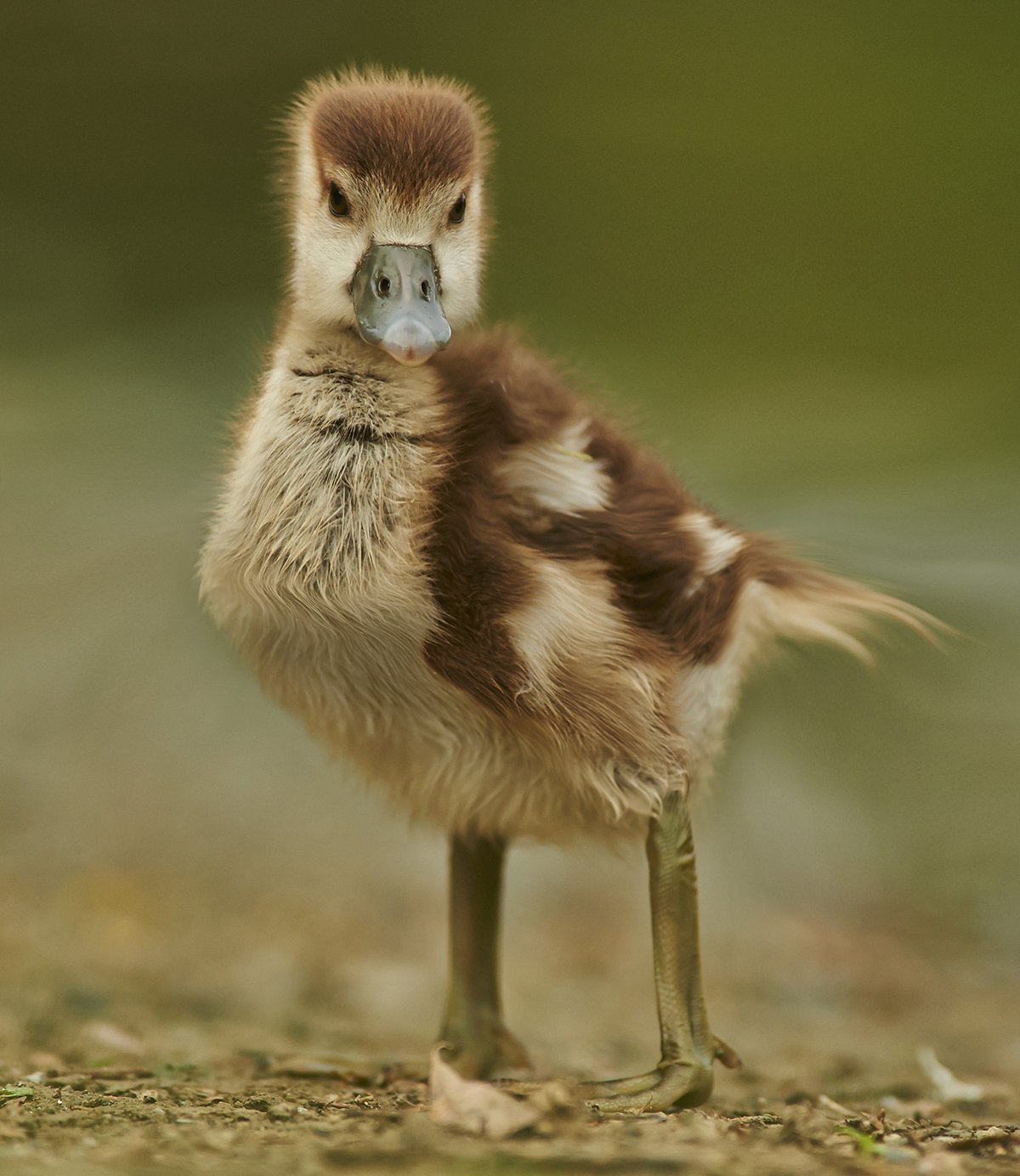 Minecraft в реальной жизни. Как выглядели бы квадратные животные - фото 12