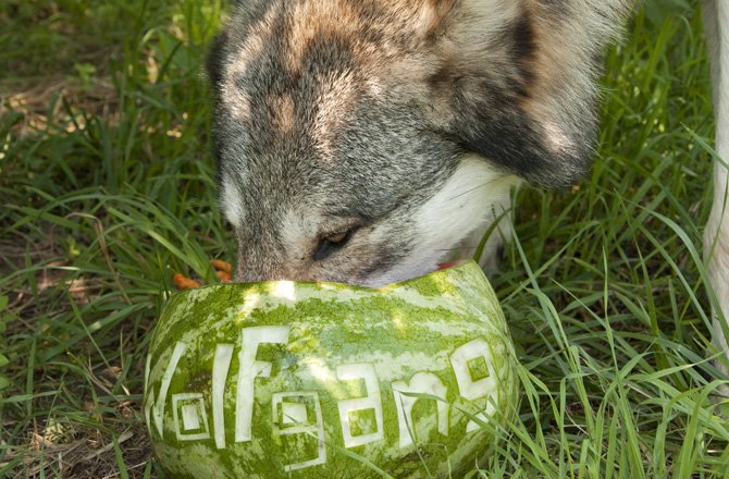 Вечер пятницы! Волки с арбузами, игры со скидками и отборный кинотреш - фото 4