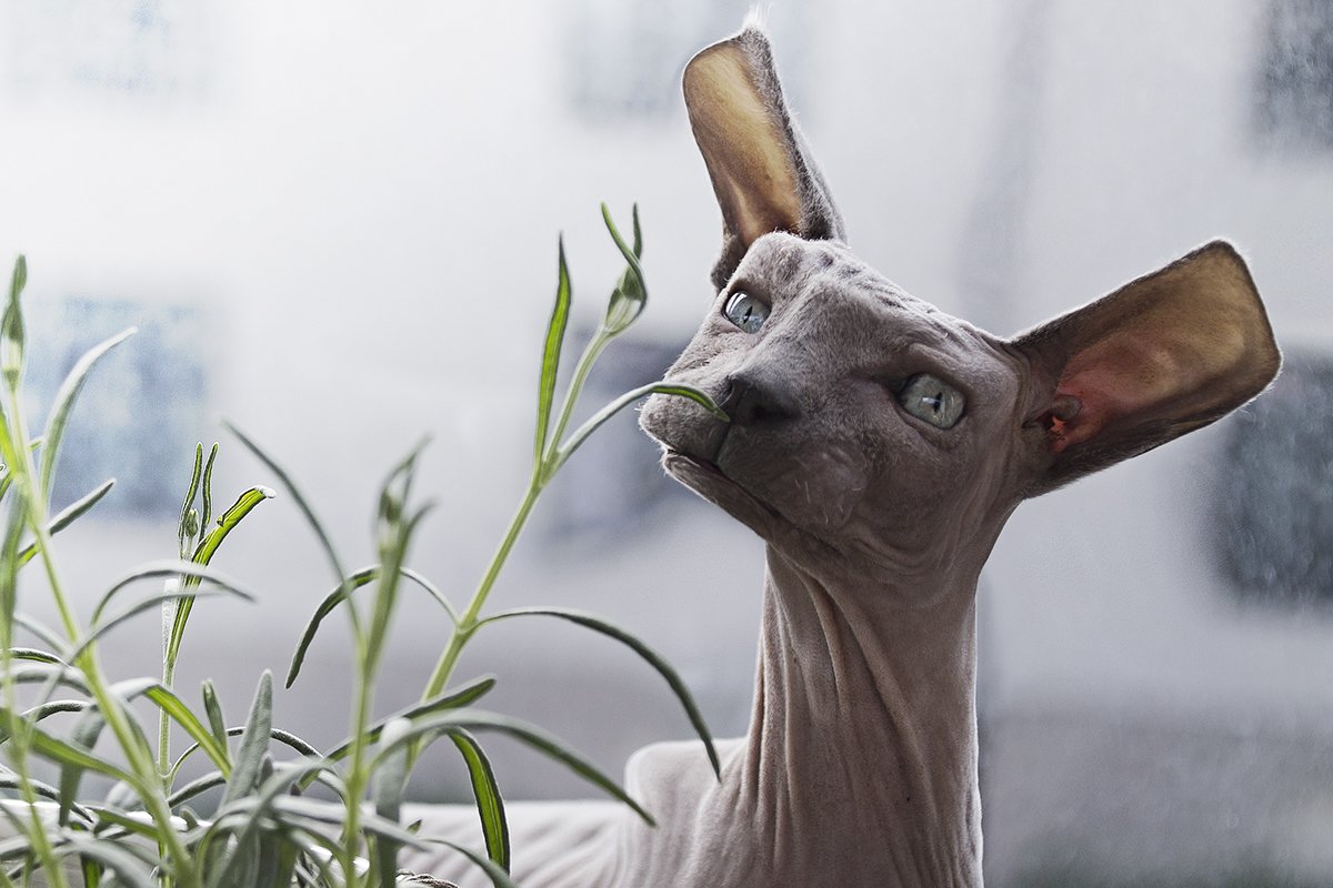 Minecraft в реальной жизни. Как выглядели бы квадратные животные - фото 16