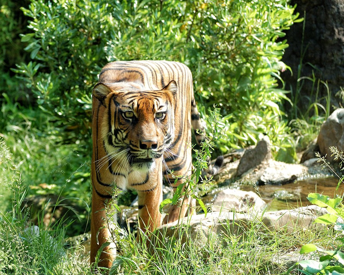 Minecraft в реальной жизни. Как выглядели бы квадратные животные - фото 8