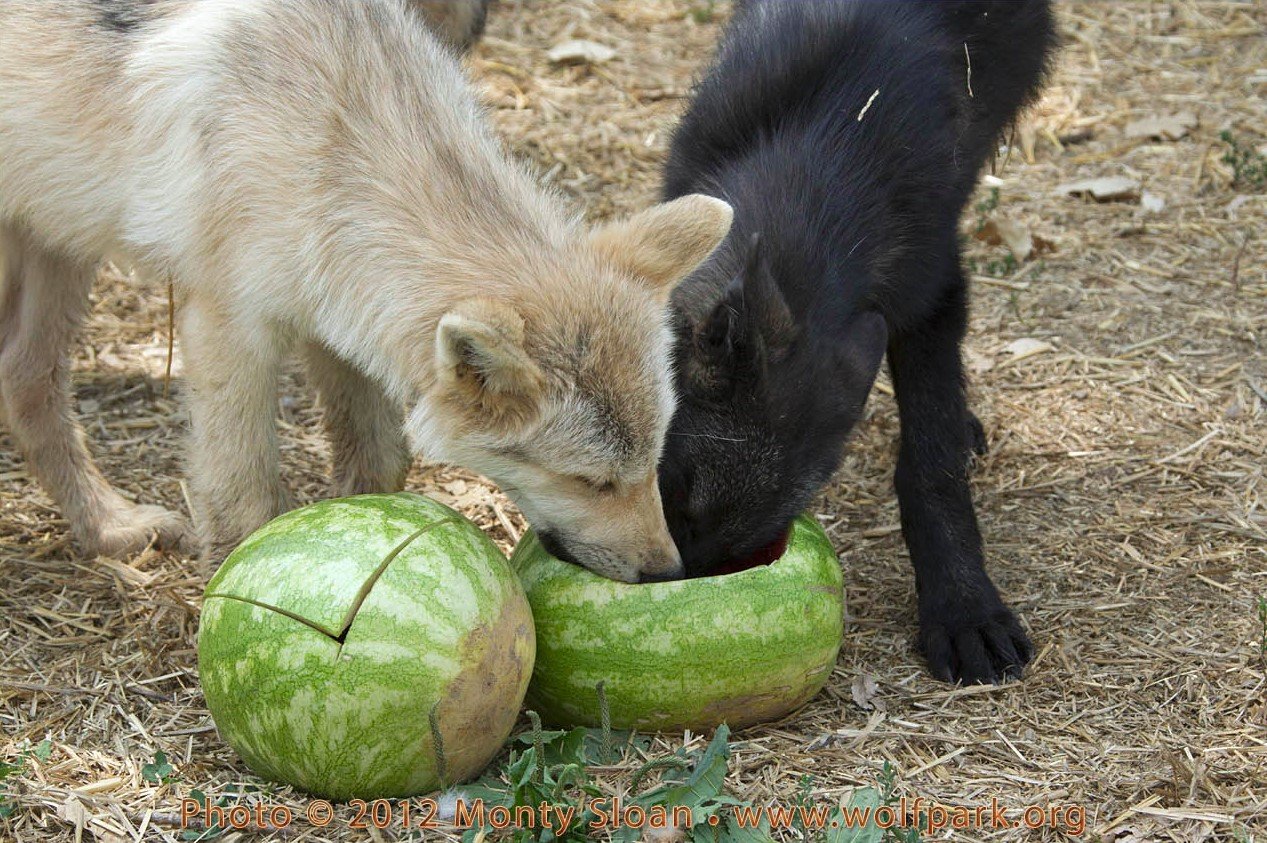 Вечер пятницы! Волки с арбузами, игры со скидками и отборный кинотреш - фото 5