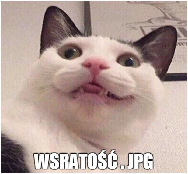 Самые сложные мемы в вашей жизни: погружаемся в польский интернет - фото 2