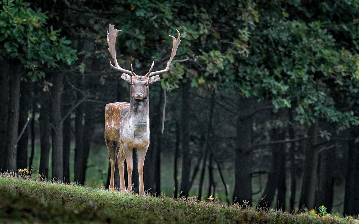 Minecraft в реальной жизни. Как выглядели бы квадратные животные - фото 4