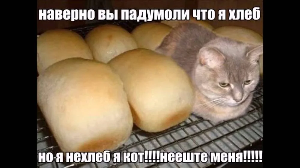 Не ешь, подумай. В Steam вышла игра о коте и хлебе - фото 1