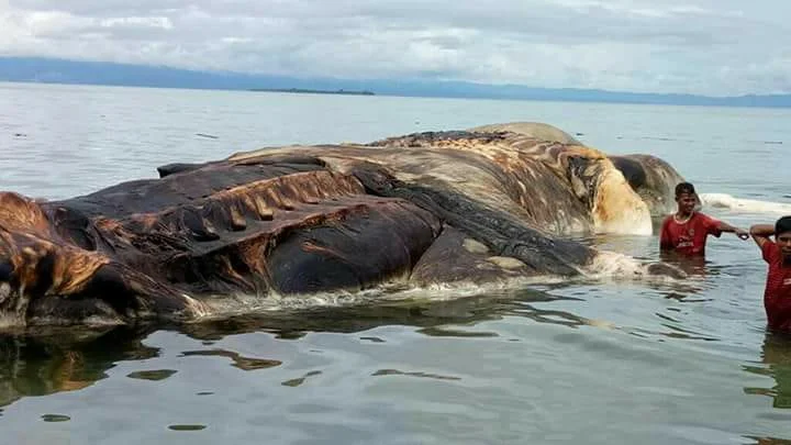 Что за покемон? Туша огромного морского животного пугает индонезийцев - фото 2