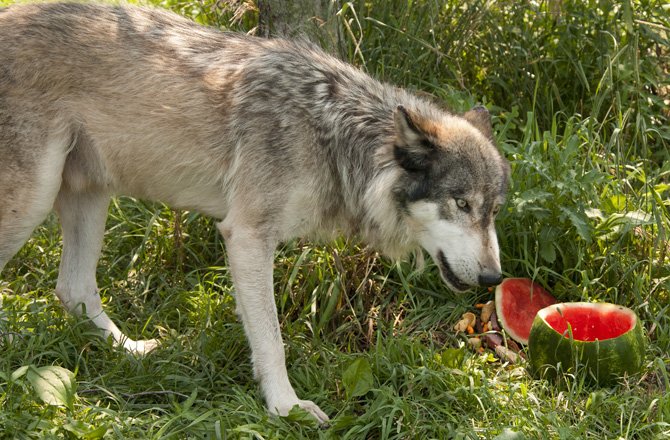 Вечер пятницы! Волки с арбузами, игры со скидками и отборный кинотреш - фото 2