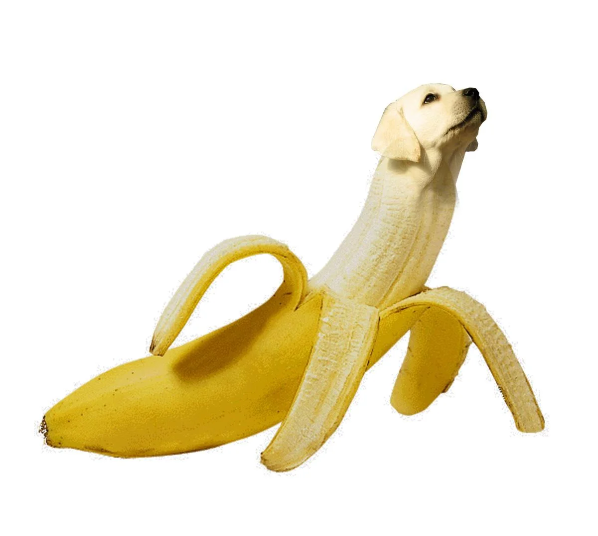 Внезапный тренд: животные-бананы. Про них даже есть безумное аниме! - фото 1