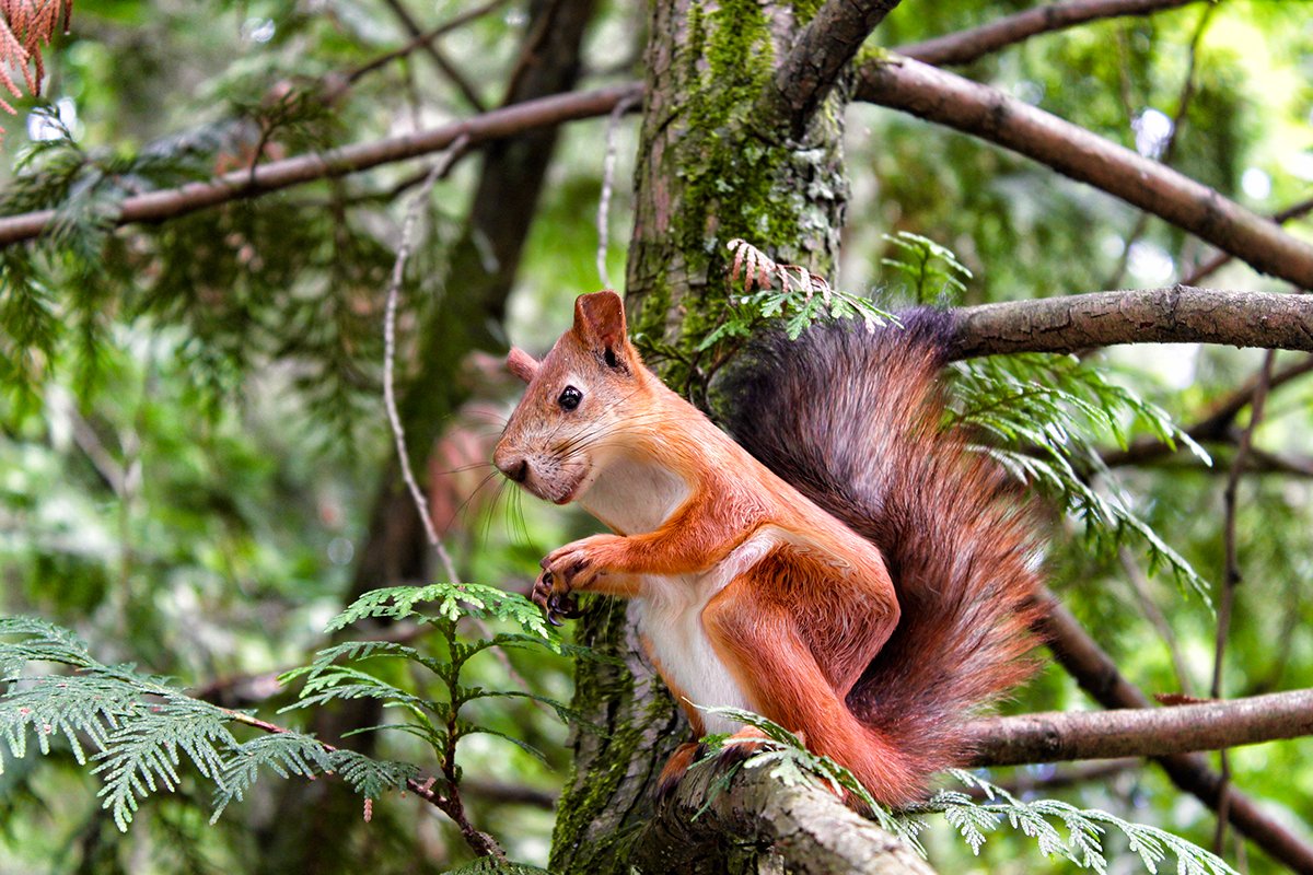 Minecraft в реальной жизни. Как выглядели бы квадратные животные - фото 10