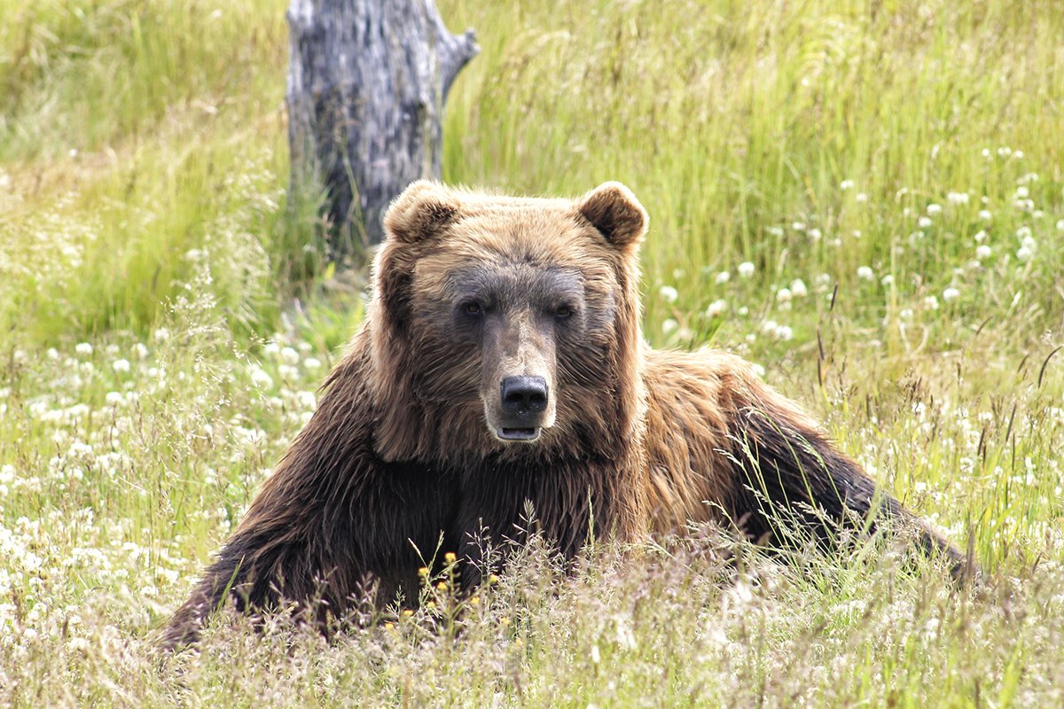 Minecraft в реальной жизни. Как выглядели бы квадратные животные - фото 15