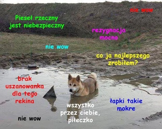 Самые сложные мемы в вашей жизни: погружаемся в польский интернет - фото 14