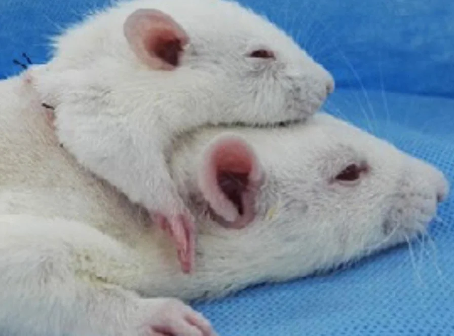 Итальянский хирург пришил живой крысе вторую голову (живую). Это жутко - фото 1