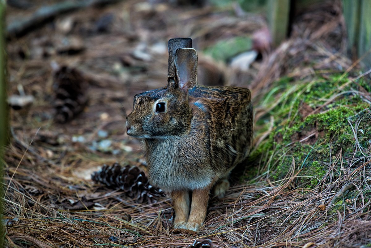 Minecraft в реальной жизни. Как выглядели бы квадратные животные - фото 9