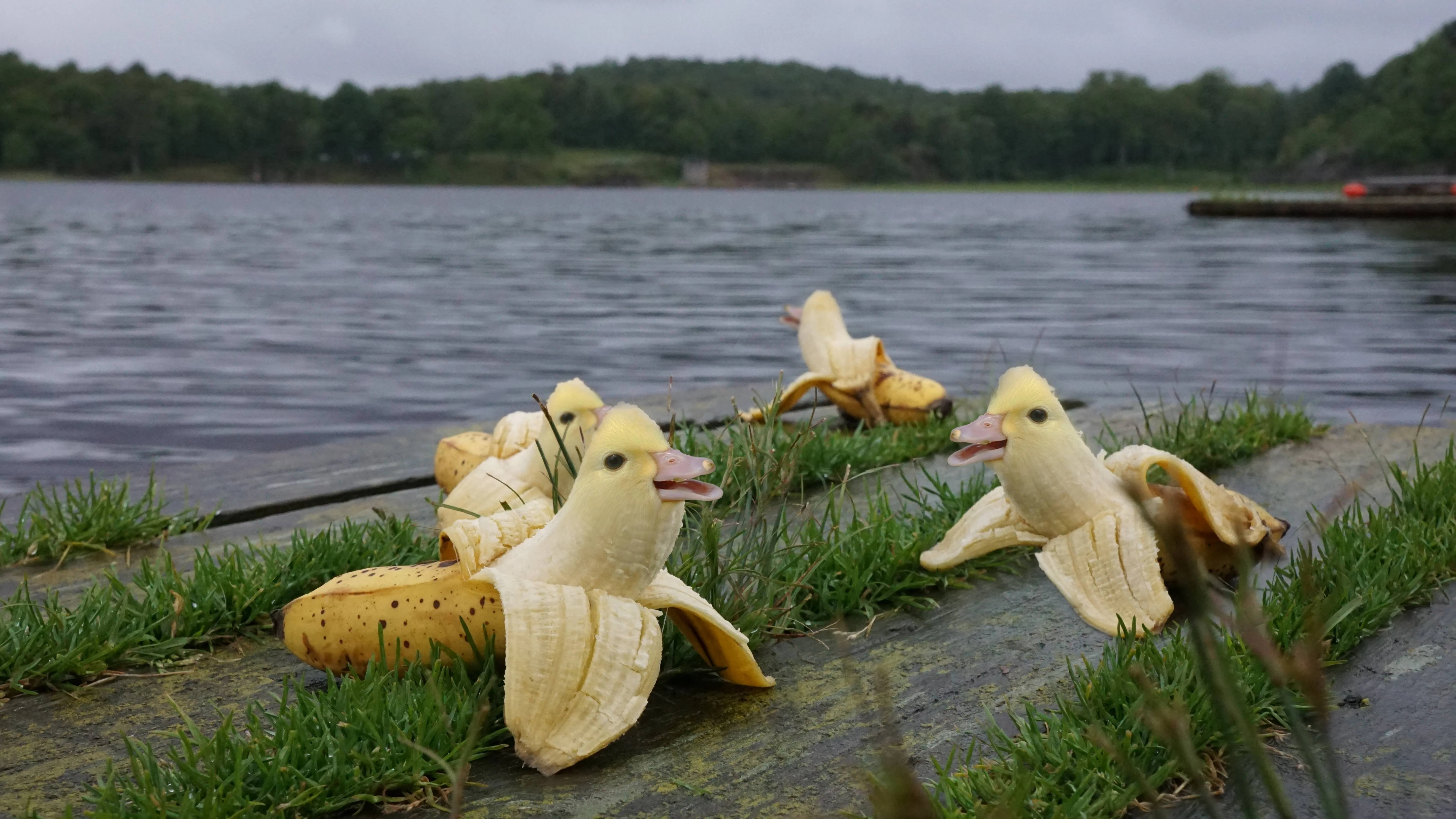 Внезапный тренд: животные-бананы. Про них даже есть безумное аниме! - фото 3