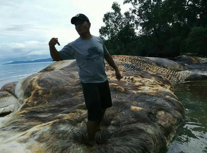 Что за покемон? Туша огромного морского животного пугает индонезийцев - фото 1