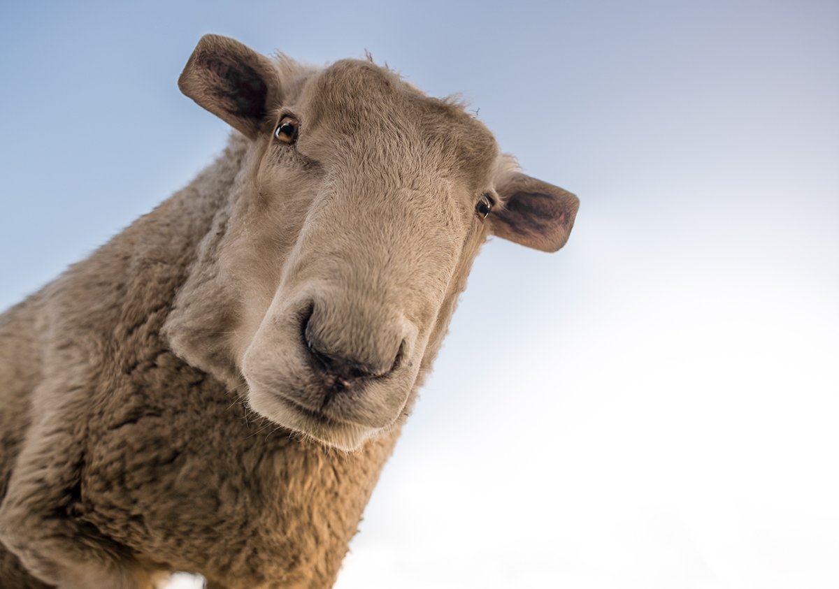 Minecraft в реальной жизни. Как выглядели бы квадратные животные - фото 11