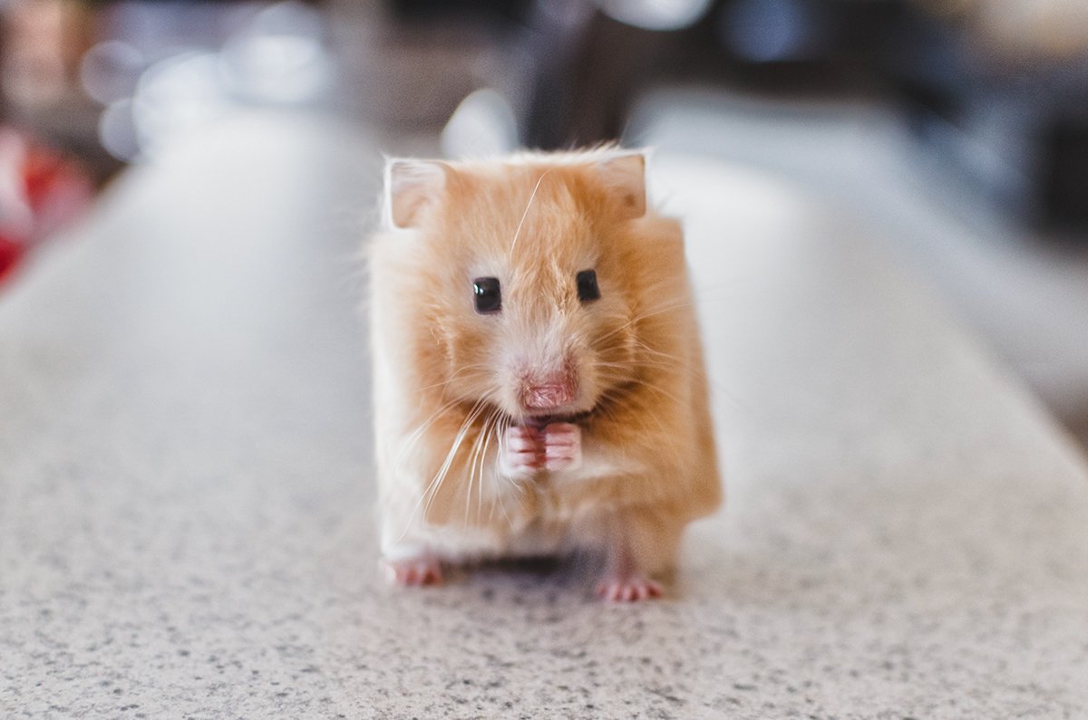 Minecraft в реальной жизни. Как выглядели бы квадратные животные - фото 5