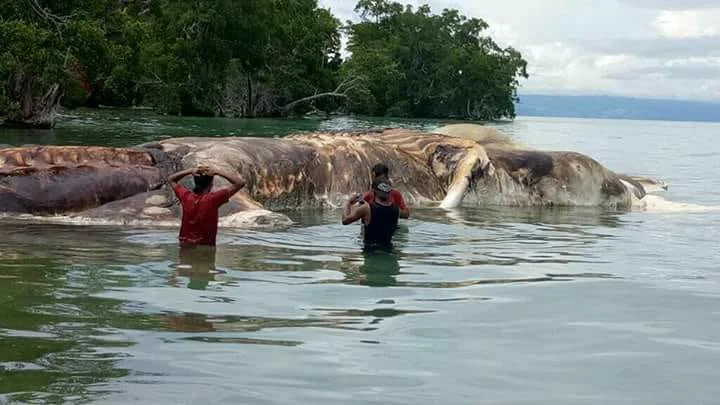 Что за покемон? Туша огромного морского животного пугает индонезийцев - фото 3