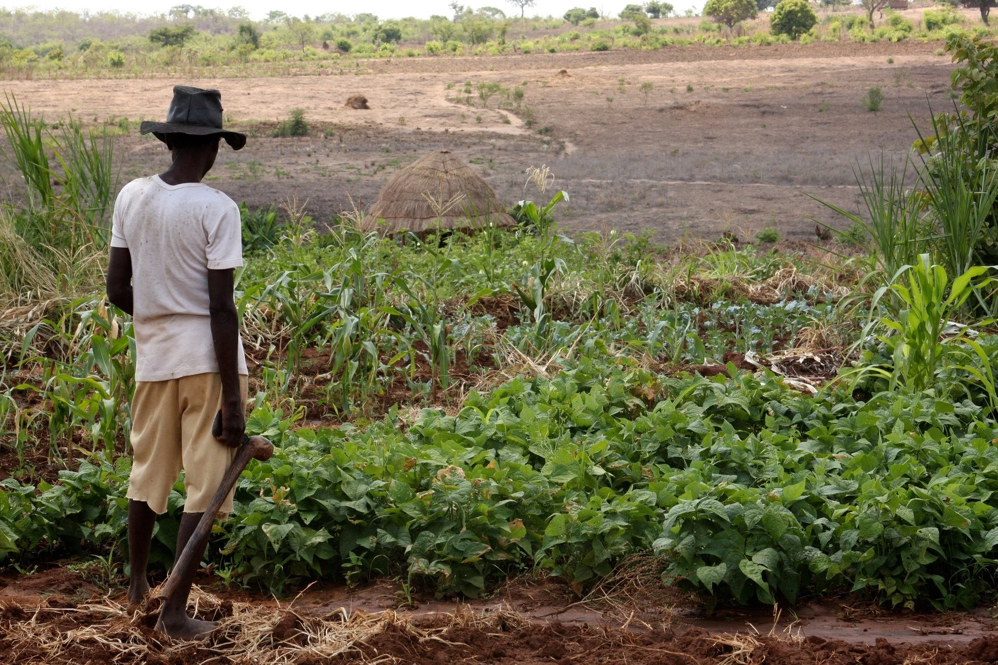 Игра c поддержкой Google Earth помогает африканским фермерам - фото 1