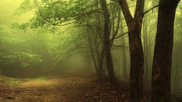 Встреча с Лешим...история из моей жизни - Изображение 7 Встреча с Лешим...история из моей жизни - Изображение 7