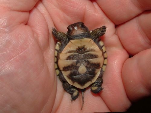 Ну привет, парень! #TMNT #Донателло #радиация #каратэпацан. - Изображение 1 Ну привет, парень! #TMNT #Донателло #радиация #каратэпацан. - Изображение 1