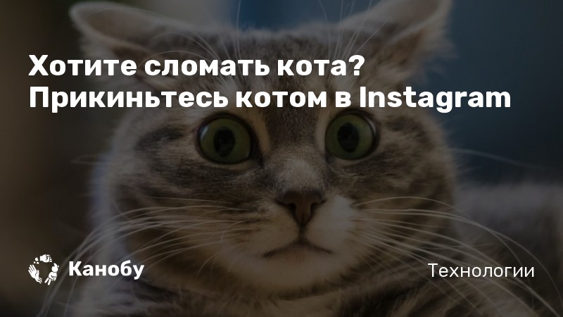 Хотите сломать кота? Прикиньтесь котом в Instagram Хотите сломать кота? Прикиньтесь котом в Instagram