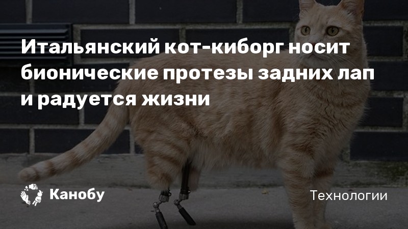 Итальянский кот-киборг носит бионические протезы задних лап и радуется жизни Итальянский кот-киборг носит бионические протезы задних лап и радуется жизни