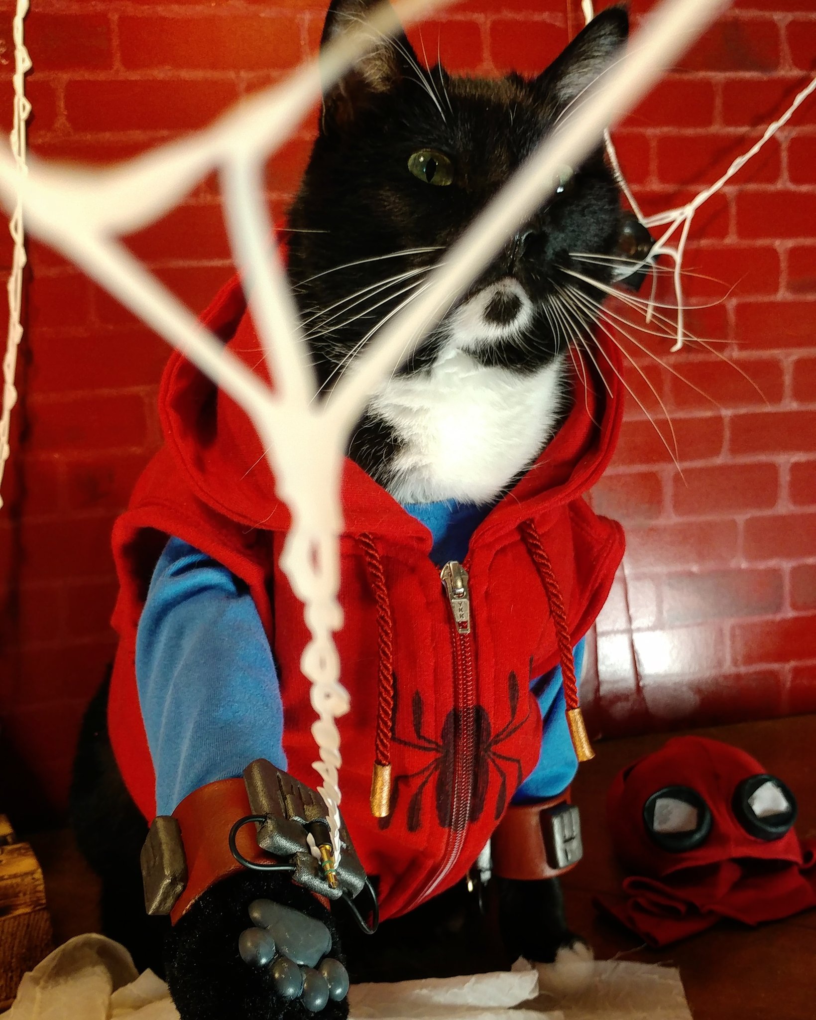 Галерея Милый косплей: кот примерил образы Человека-паука, Константина и других героев - 12 фото