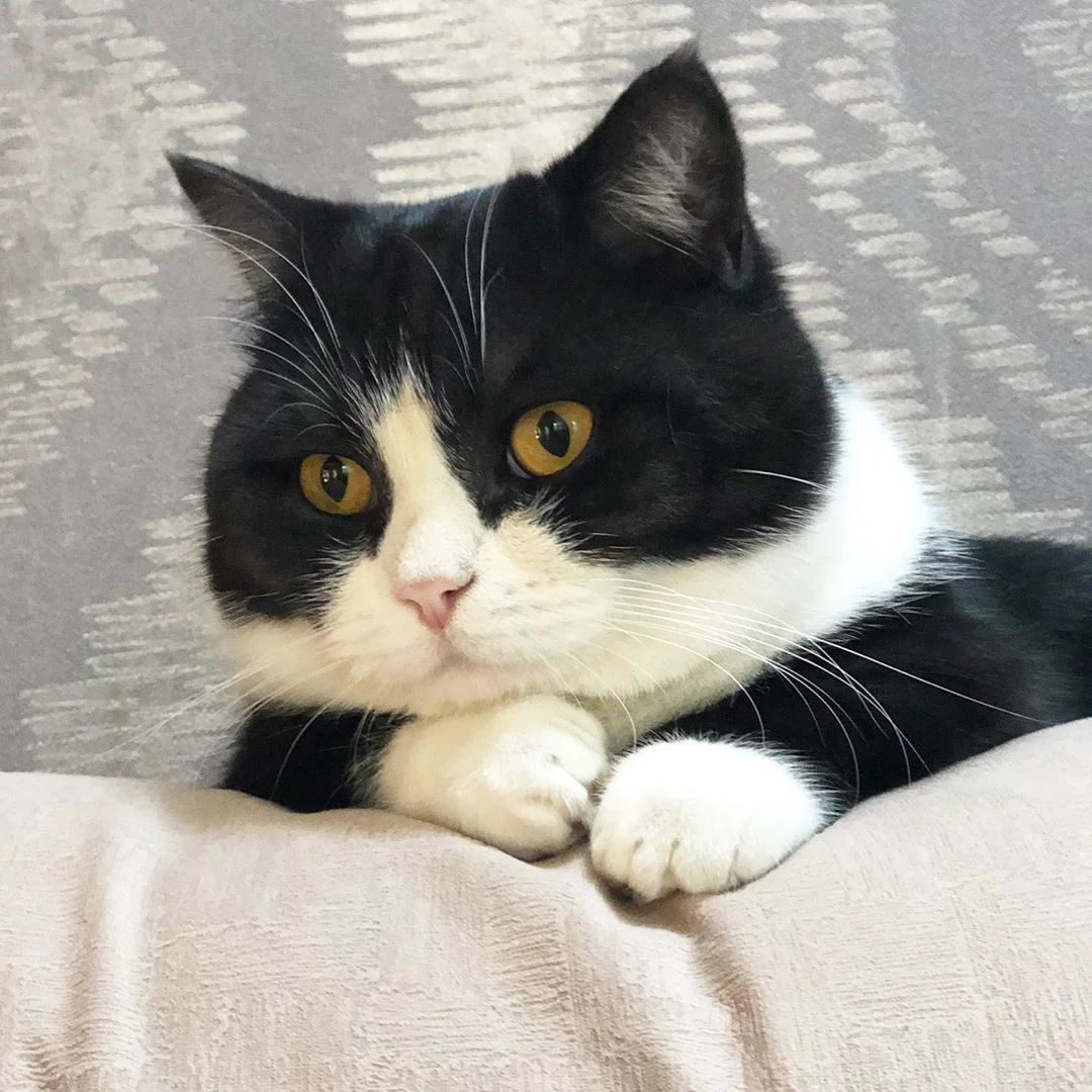 Милая кошка с короткими лапками покорила Инстаграм - фото 2