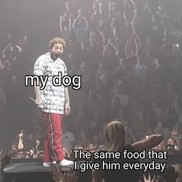 Моя собака, когда я даю ей одну и ту же еду каждый день.