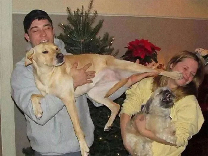 Галерея дурацких рождественских фотографий, которые испортили собаки - фото 5