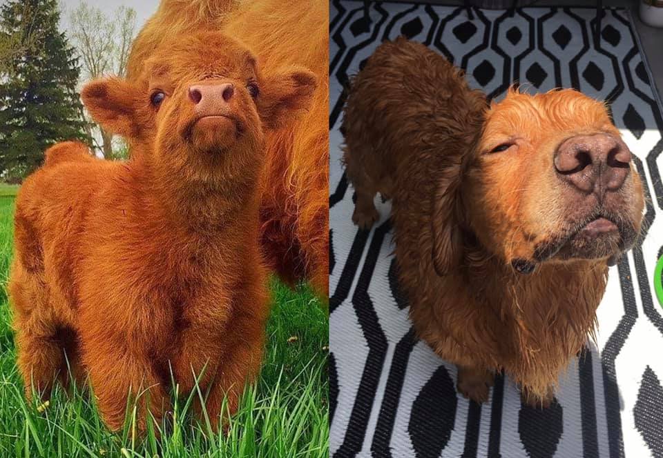 От Тириона до Харрисона Форда: в сети показывают собак, которые похожи на героев кино и актеров - изображение 13 От Тириона до Харрисона Форда: в сети показывают собак, которые похожи на героев кино и актеров - фото 13