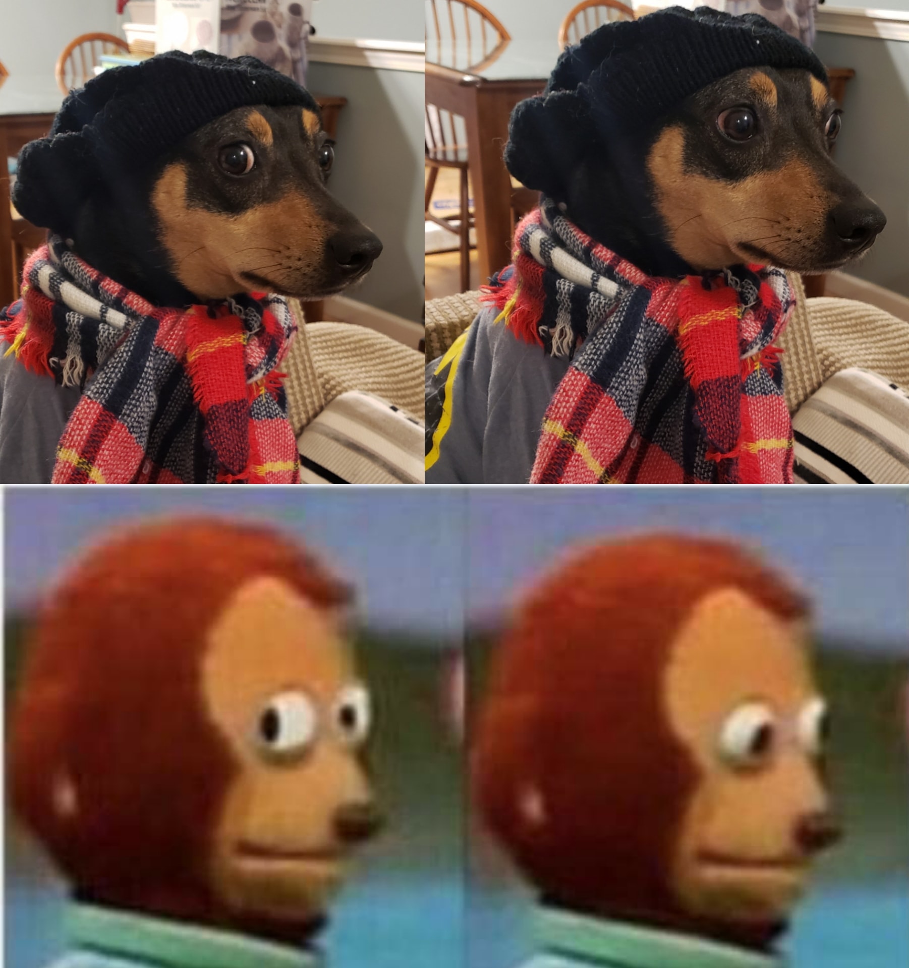 От Тириона до Харрисона Форда: в сети показывают собак, которые похожи на героев кино и актеров - изображение 11 От Тириона до Харрисона Форда: в сети показывают собак, которые похожи на героев кино и актеров - фото 11