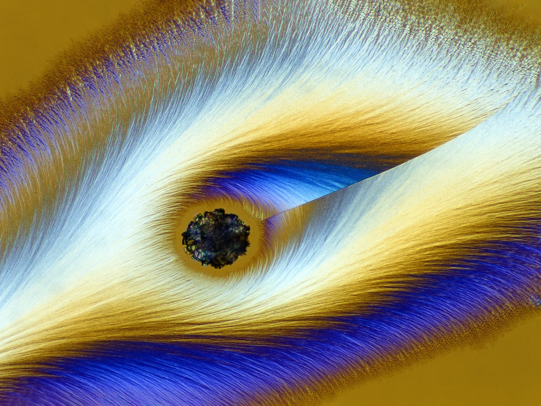 20 невероятных фотографий, снятых учеными на микроскоп - фото 17