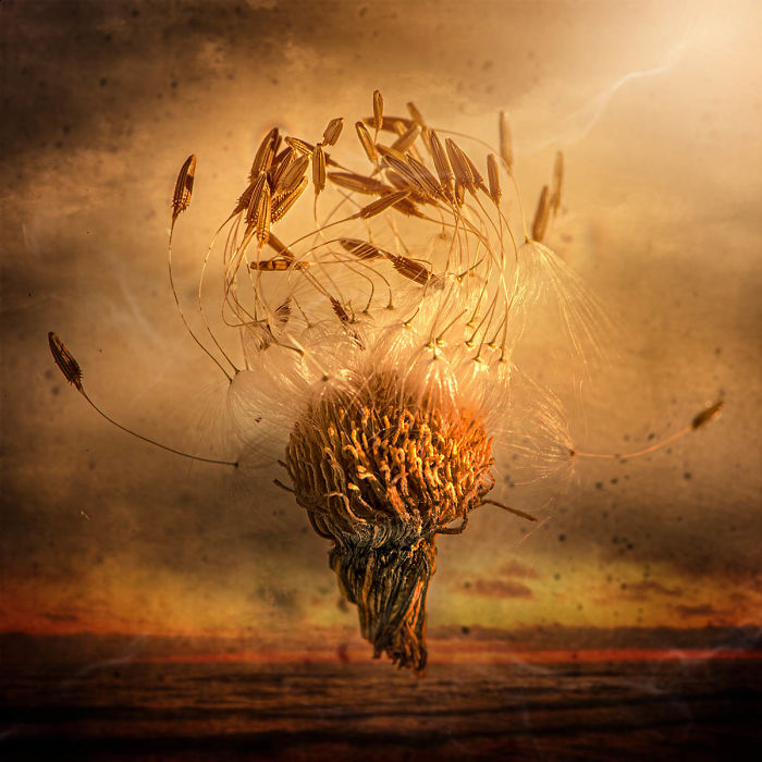 20 удивительных макроснимков победителей конкурса Macro Art Photography Awards - фото 6