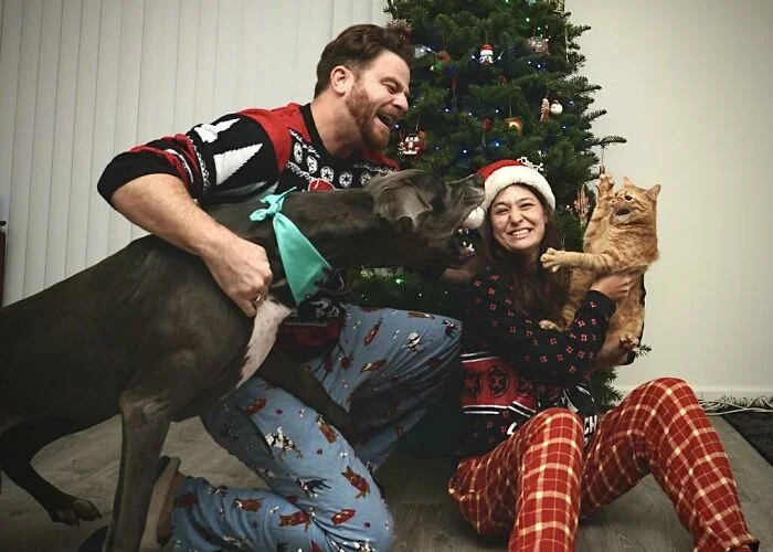 Галерея дурацких рождественских фотографий, которые испортили собаки - фото 2