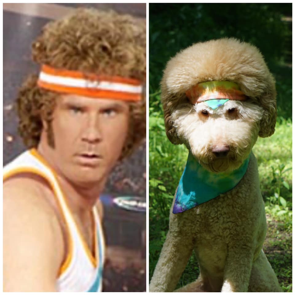 От Тириона до Харрисона Форда: в сети показывают собак, которые похожи на героев кино и актеров - изображение 10 От Тириона до Харрисона Форда: в сети показывают собак, которые похожи на героев кино и актеров - фото 10