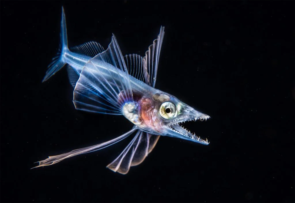 30 завораживающих фотографий подводного мира - фото 8