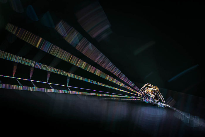 20 удивительных макроснимков победителей конкурса Macro Art Photography Awards - фото 13