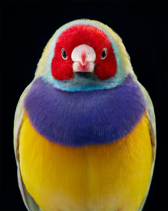 Фотограф сделал «модельные» портреты исчезающих и редких птиц - фото 4