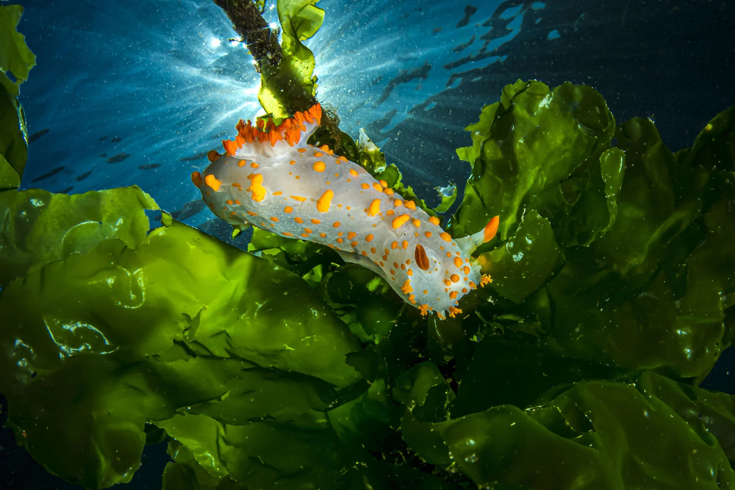 30 завораживающих фотографий подводного мира - фото 30